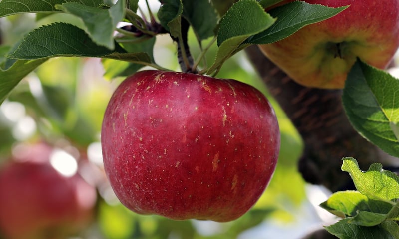 Apple Orchard