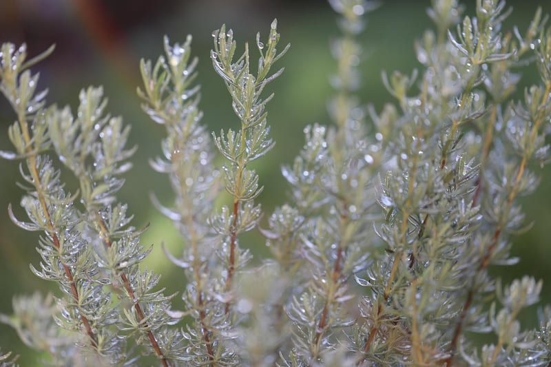 Rosemary in a herb box